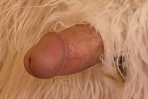 grnny fuck